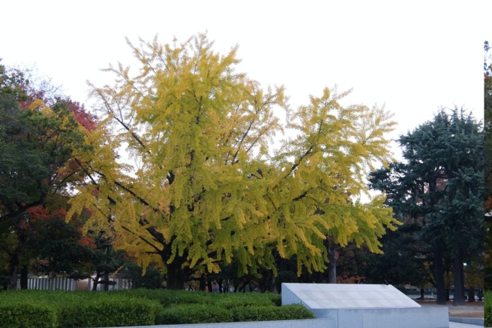 平和記念公園の銀杏