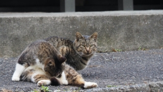 猫さんに睨まれました