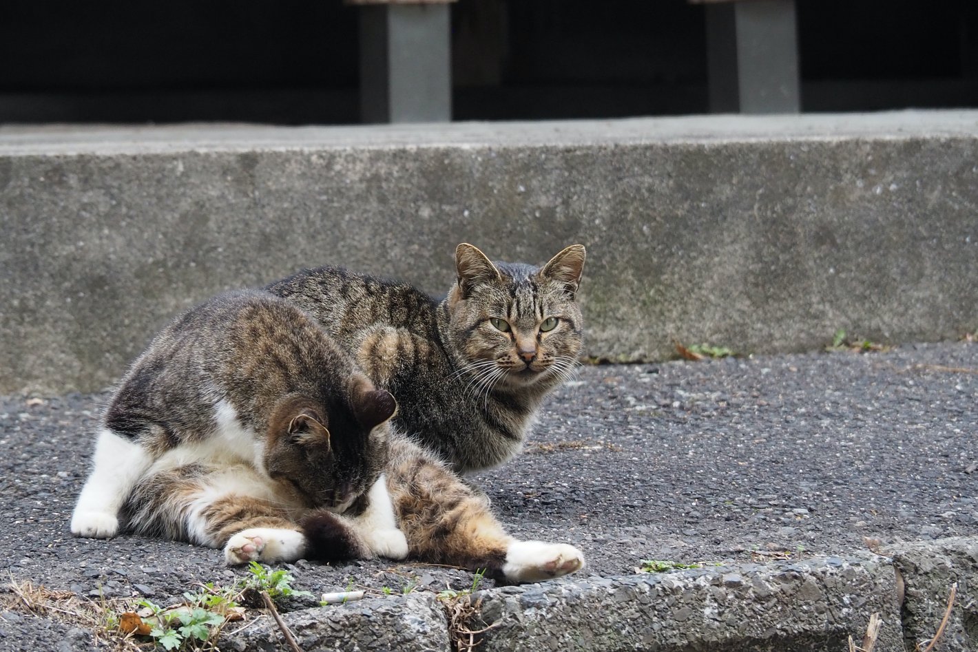 猫さんに睨まれました