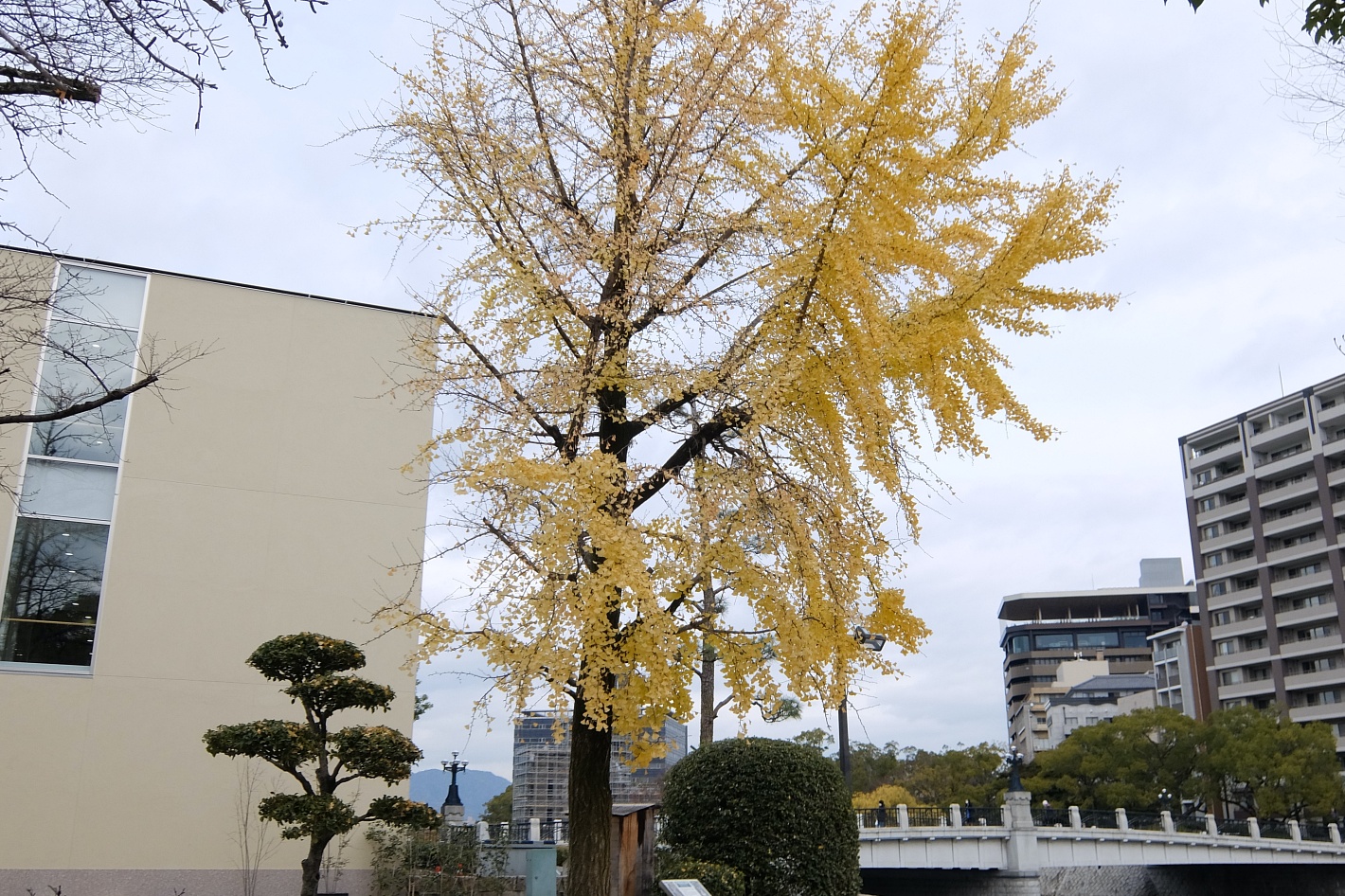 レストハウス近くの銀杏