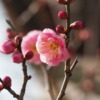 神社に咲いていた梅