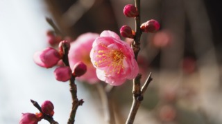 神社に咲いていた梅