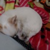 狭いとこで眠る「もか」