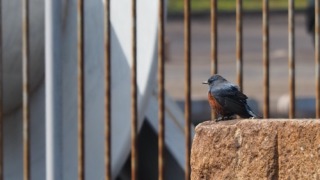 佇む鳥（種類がわからない）