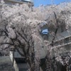 普門寺の枝垂れ桜 2021年 1