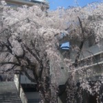 普門寺の枝垂れ桜 2021年 1