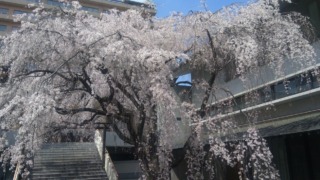 普門寺の枝垂れ桜 2021年 1