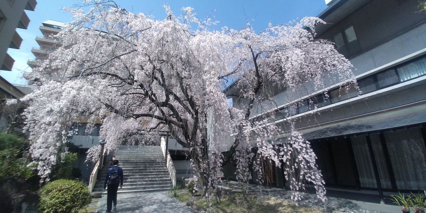 普門寺の枝垂れ桜 2021年 2