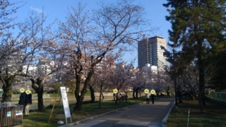 元安川河畔の桜 2021年3月25日