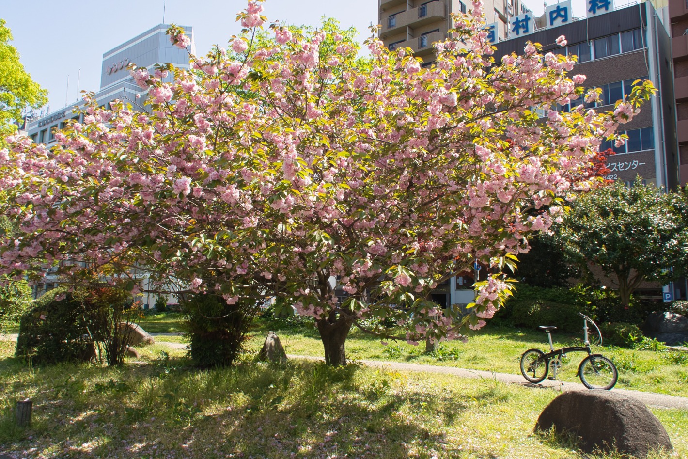 平和大通りに咲いていた花 2021年4月11日