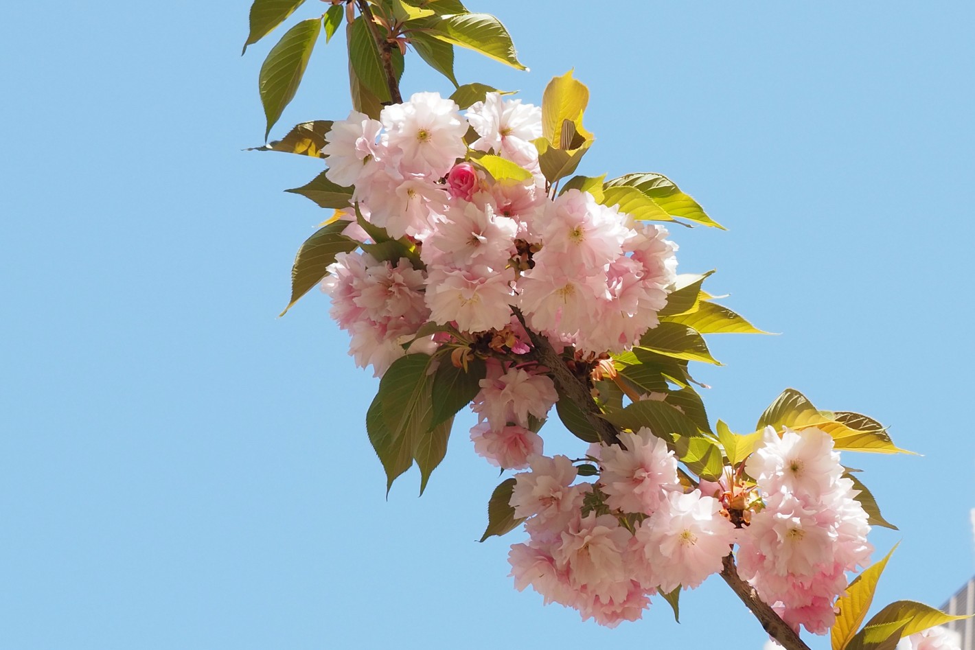 平和大通りに咲いていた花 2021年4月11日