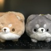 まんまるだわん 柴犬(しばいぬ)