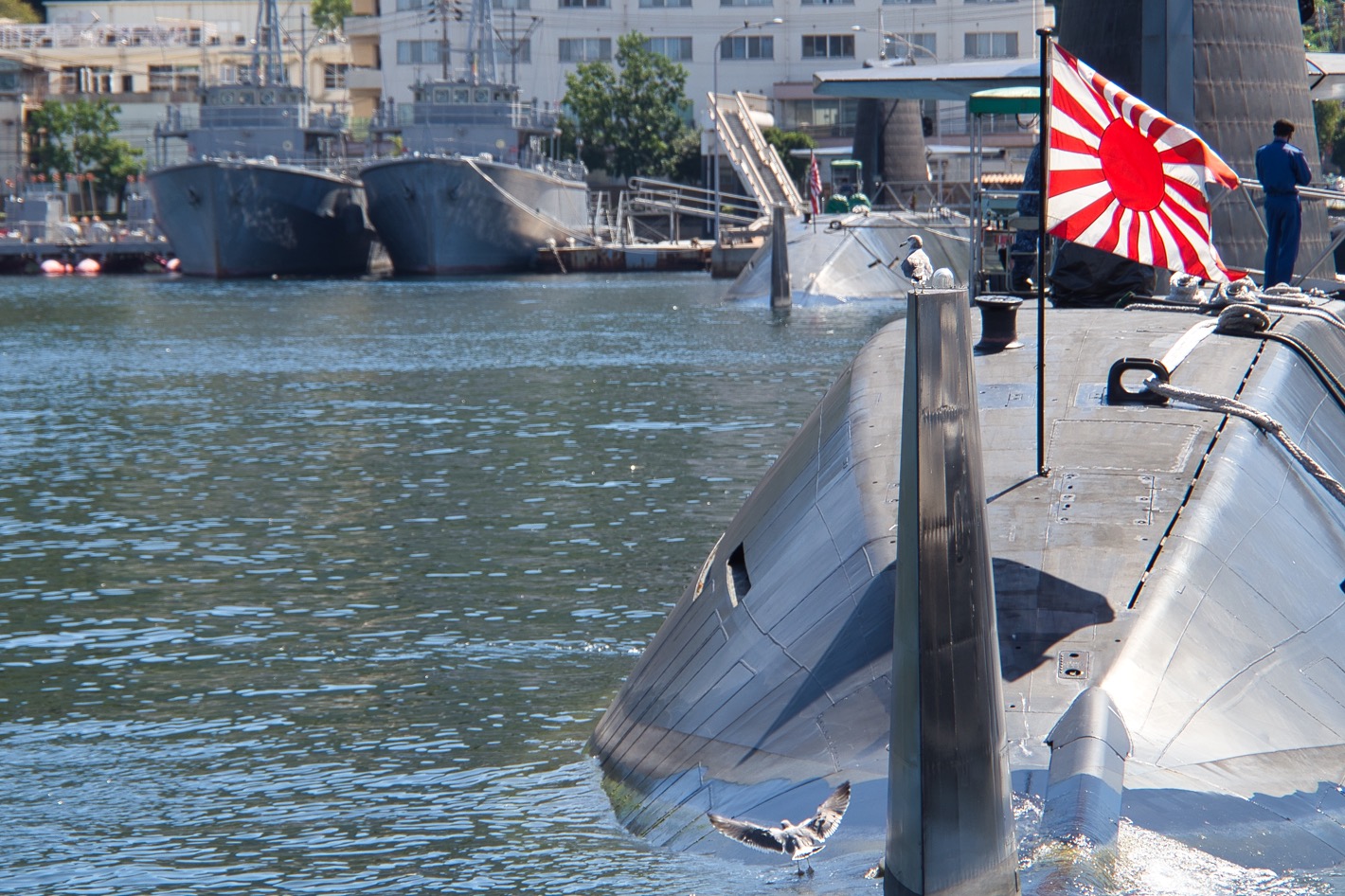 潜水艦で遊ぶカモメ