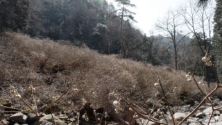 虫居谷(むしいだに)のミツマタ 2022年3月5日