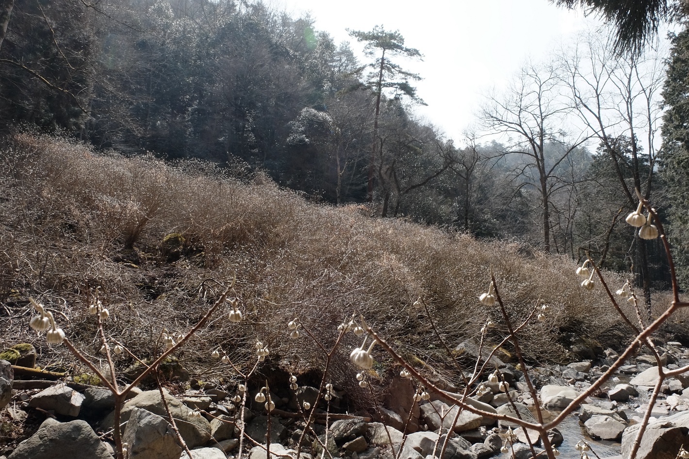 虫居谷(むしいだに)のミツマタ 2022年3月5日