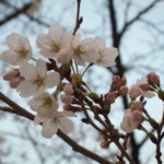 通勤途中の桜