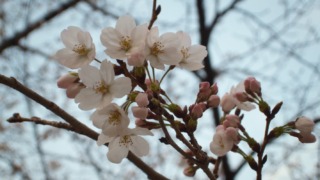 通勤途中の桜