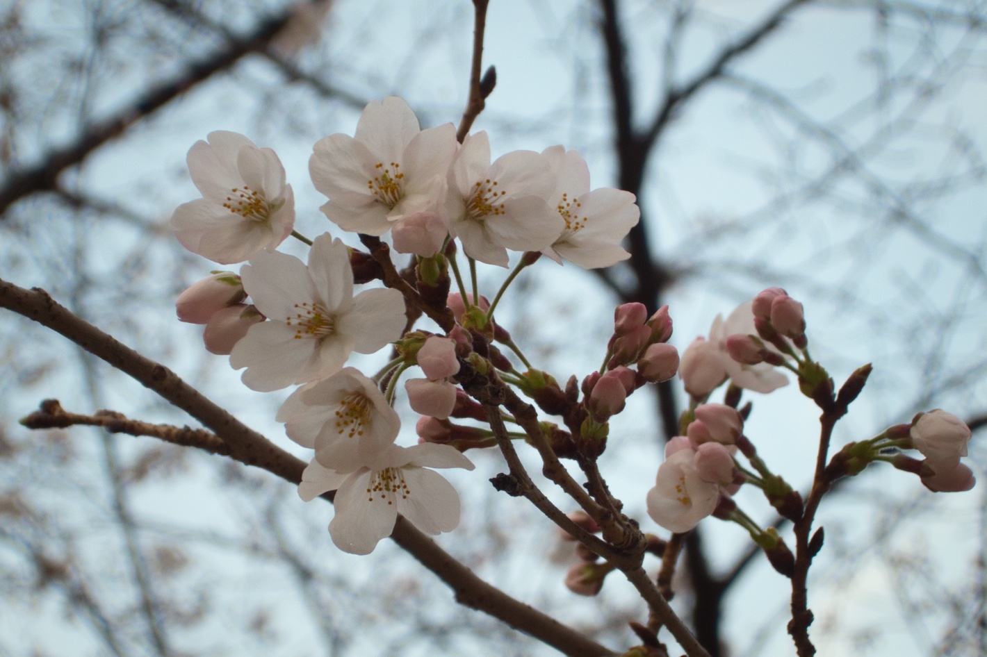 通勤途中の桜