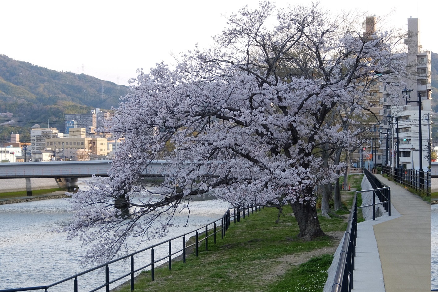 天満川沿いの桜 2022年4月1日