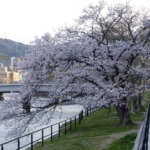 天満川沿いの桜 2022年4月1日