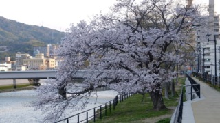 天満川沿いの桜 2022年4月1日