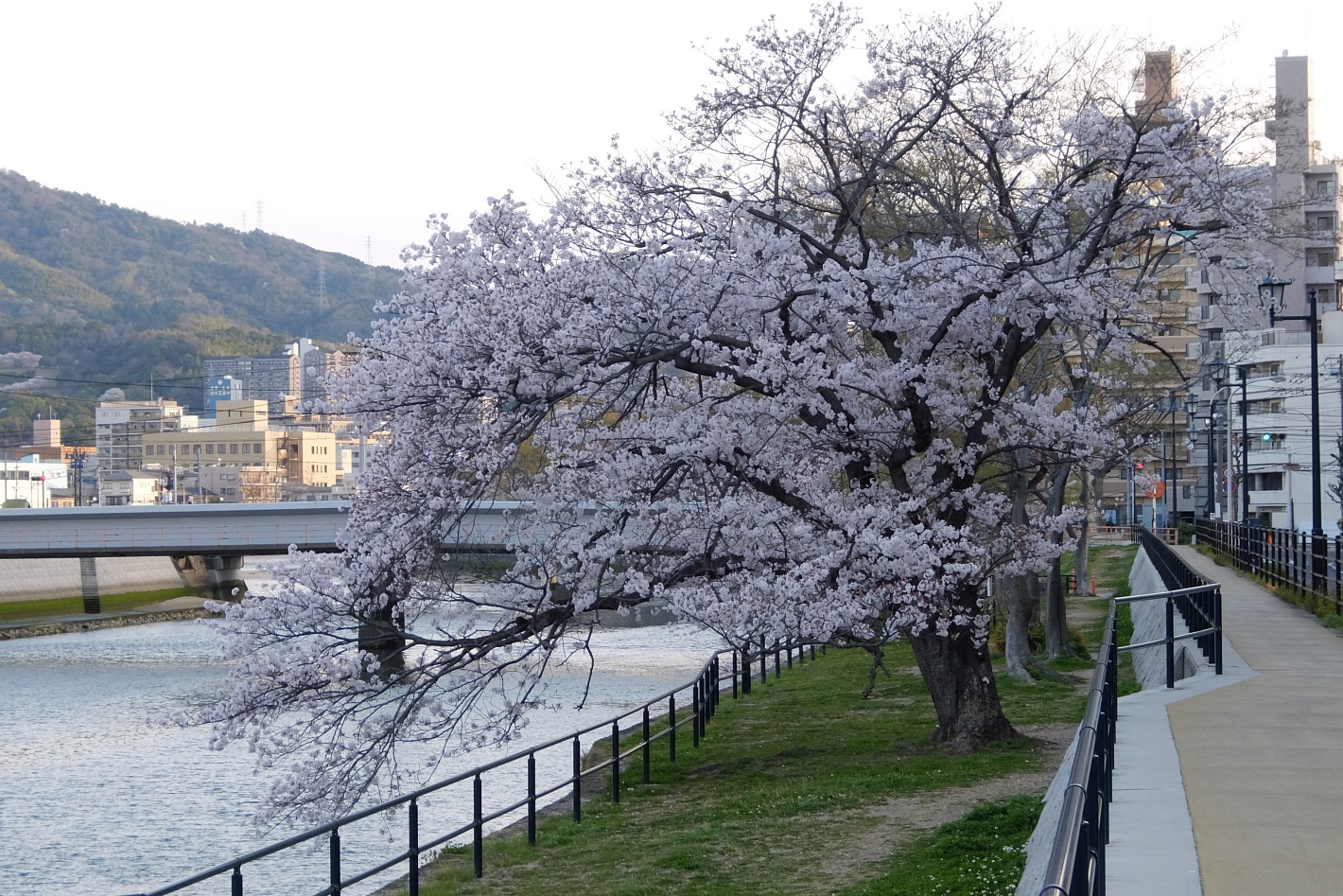 天満川沿いの桜 2022年4月1日