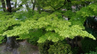 通勤途中の"かえで"... だと思う