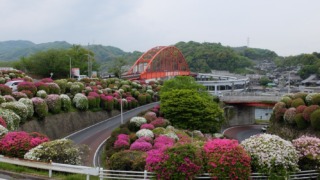 音戸大橋のつつじ 4月23日