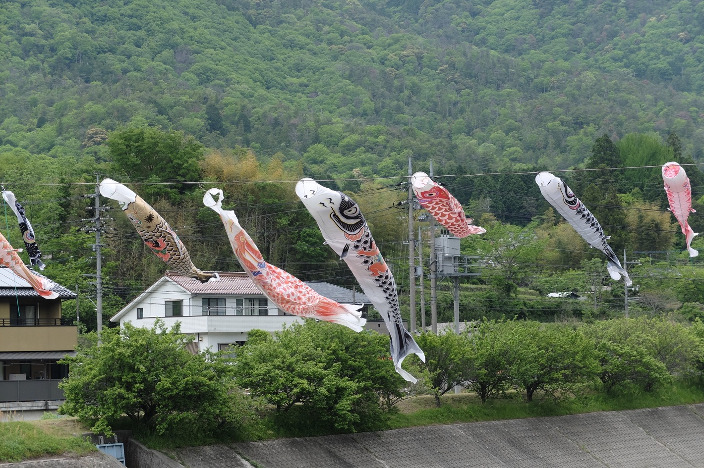 5月1日の鯉のぼり