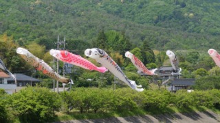 5月7日の鯉のぼり