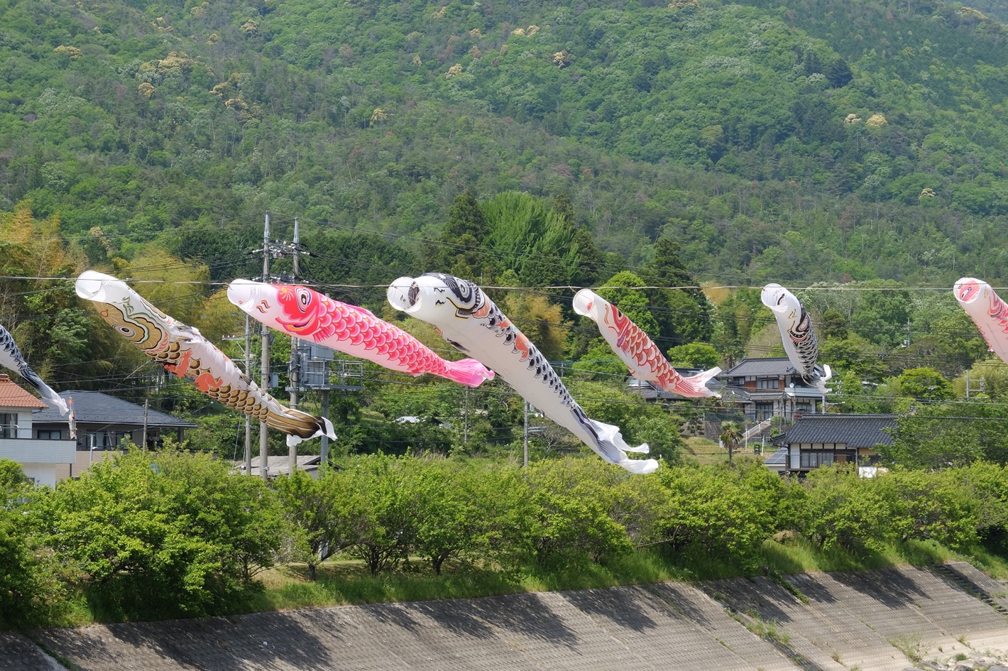 5月7日の鯉のぼり