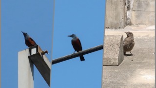 駐車場で見かける鳥