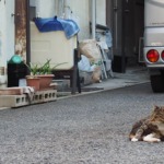 通勤途中の猫