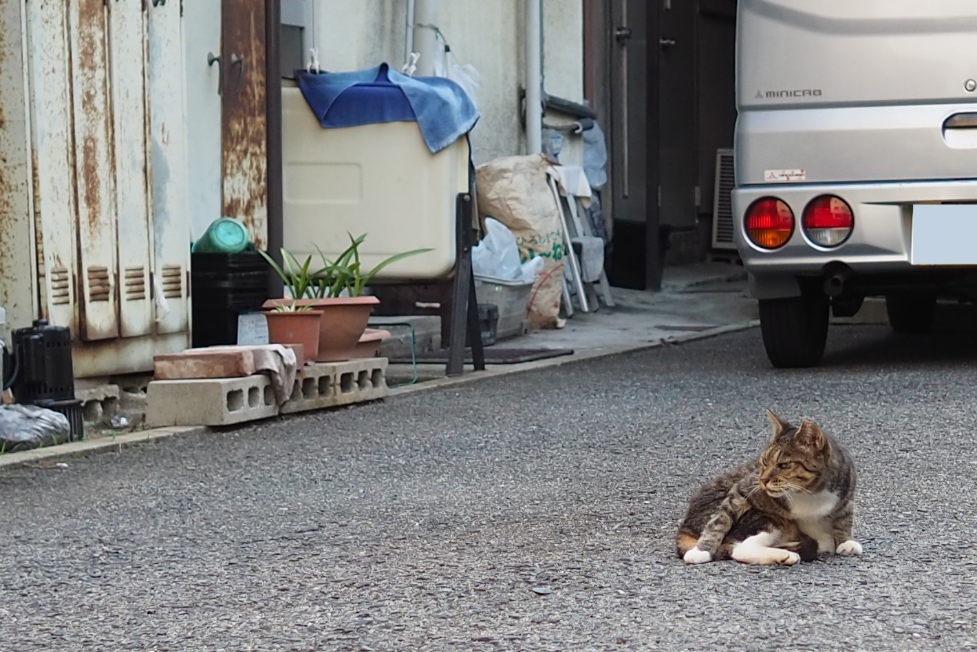 通勤途中の猫