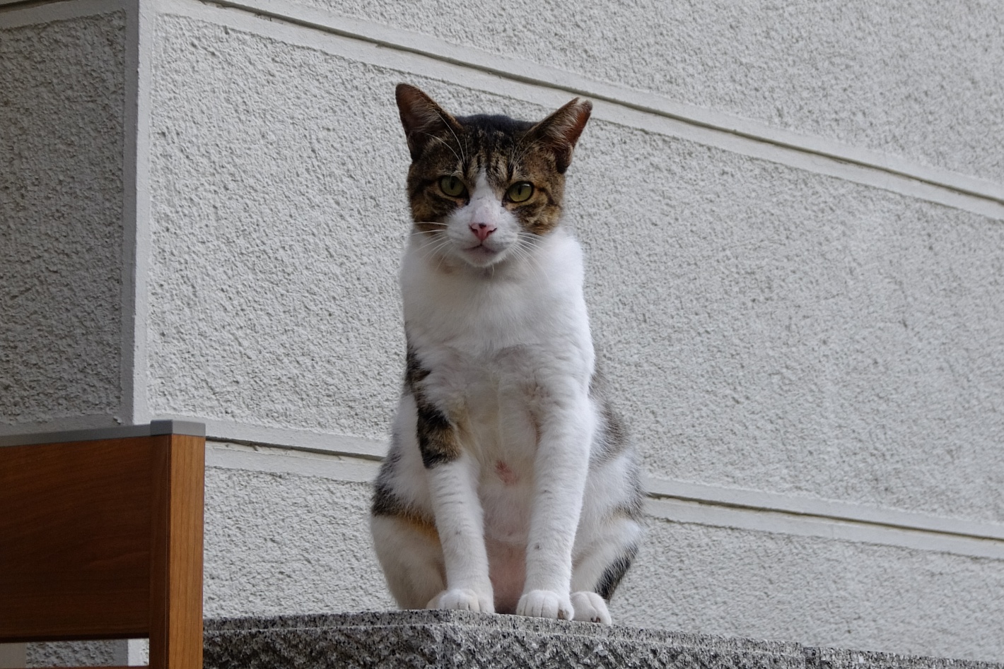 通勤途中の猫、壁の上にいる