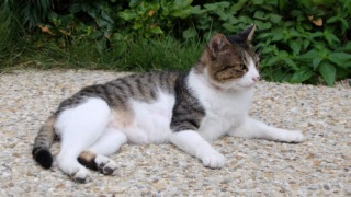 通勤途中の猫 何かが気になる