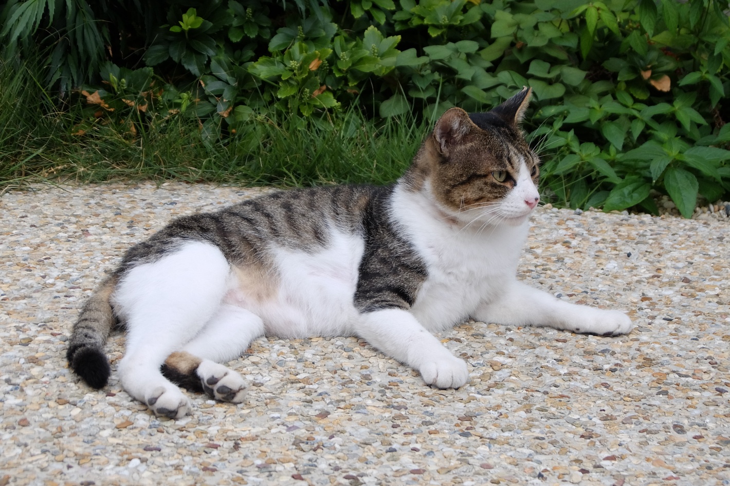 通勤途中の猫 何かが気になる