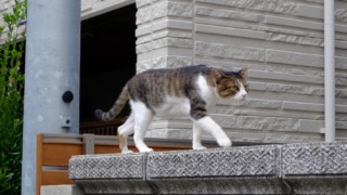 塀を歩く猫