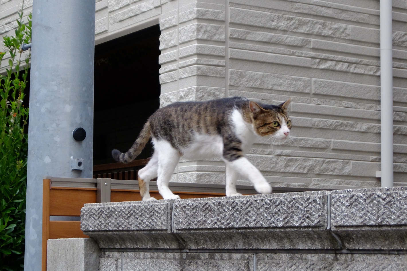 塀を歩く猫