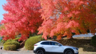 紅葉とCX-30さん