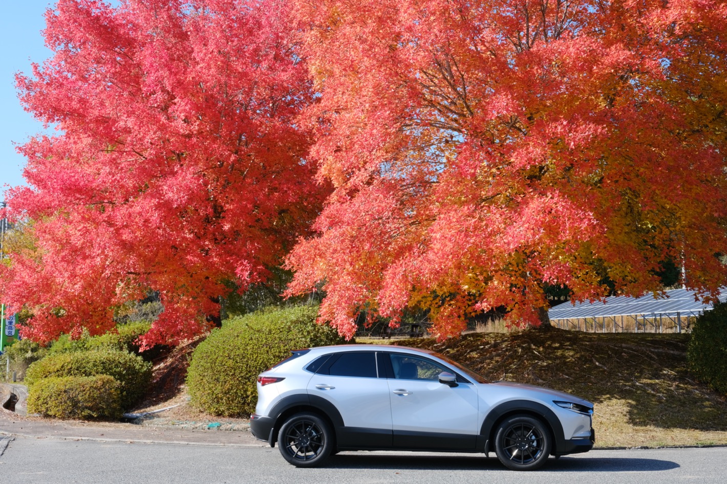 紅葉とCX-30さん