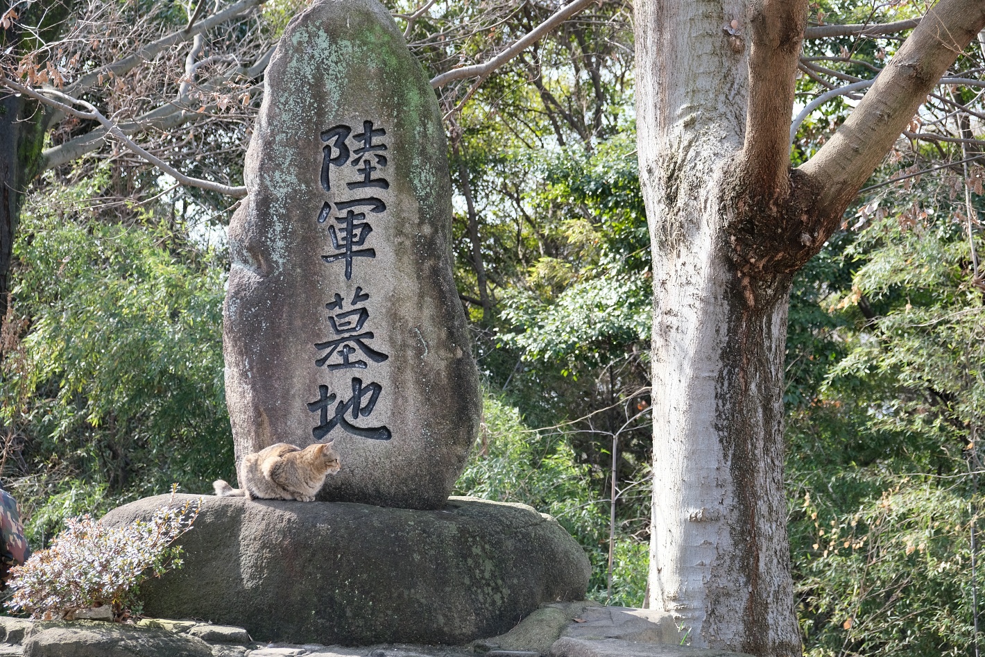 陸軍墓地 2月11日にあったネコさん