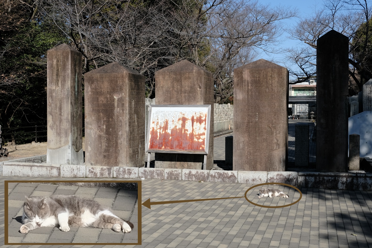 陸軍墓地 2月5日にあったネコさん