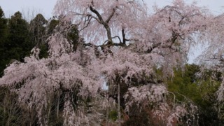 去年2023年の神原のシダレザクラ