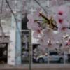 出勤途中の桜、後ろに写ってるのはVWのナニカ