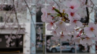 出勤途中の桜、後ろに写ってるのはVWのナニカ