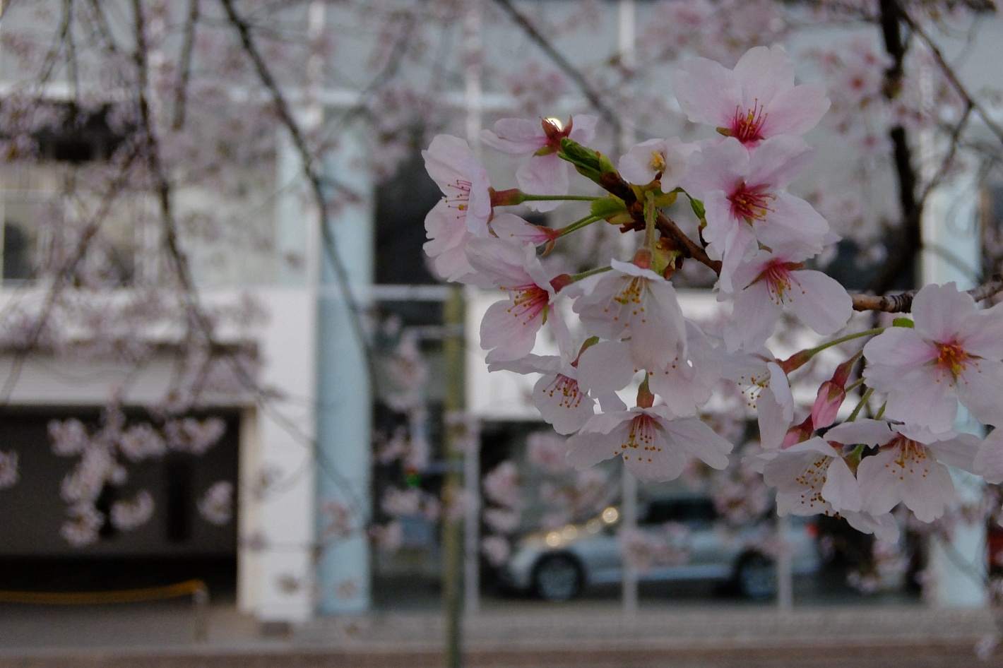 出勤途中の桜、後ろに写ってるのはVWのナニカ