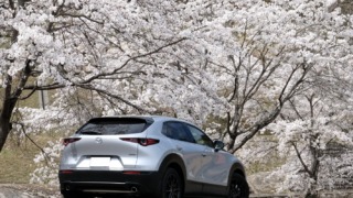 2023年の桜とCX-30さん