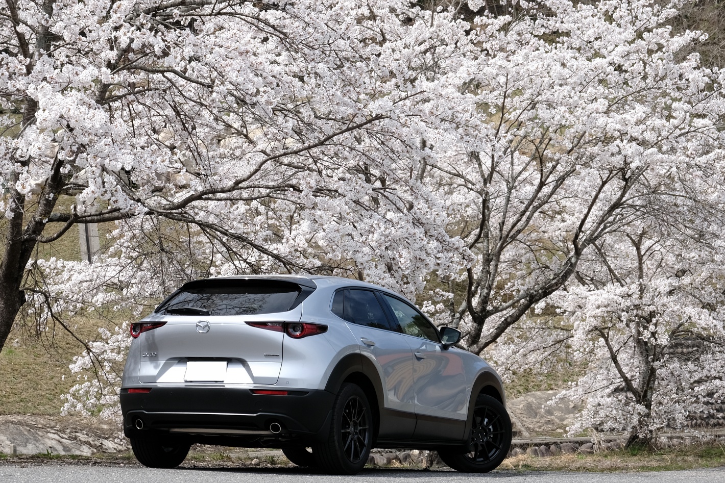 2023年の桜とCX-30さん