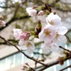 通勤途中の桜 2024年